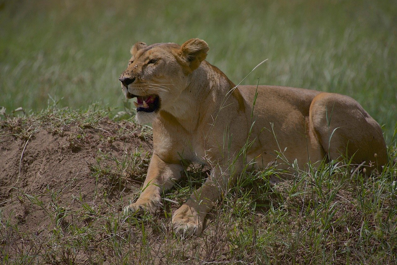 3 Days Tanzania Budget Safari Extension