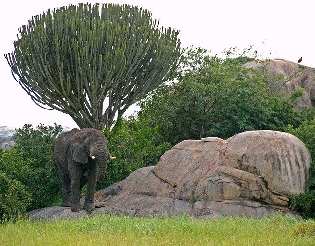 3 Days Tanzania Budget Safari Extension