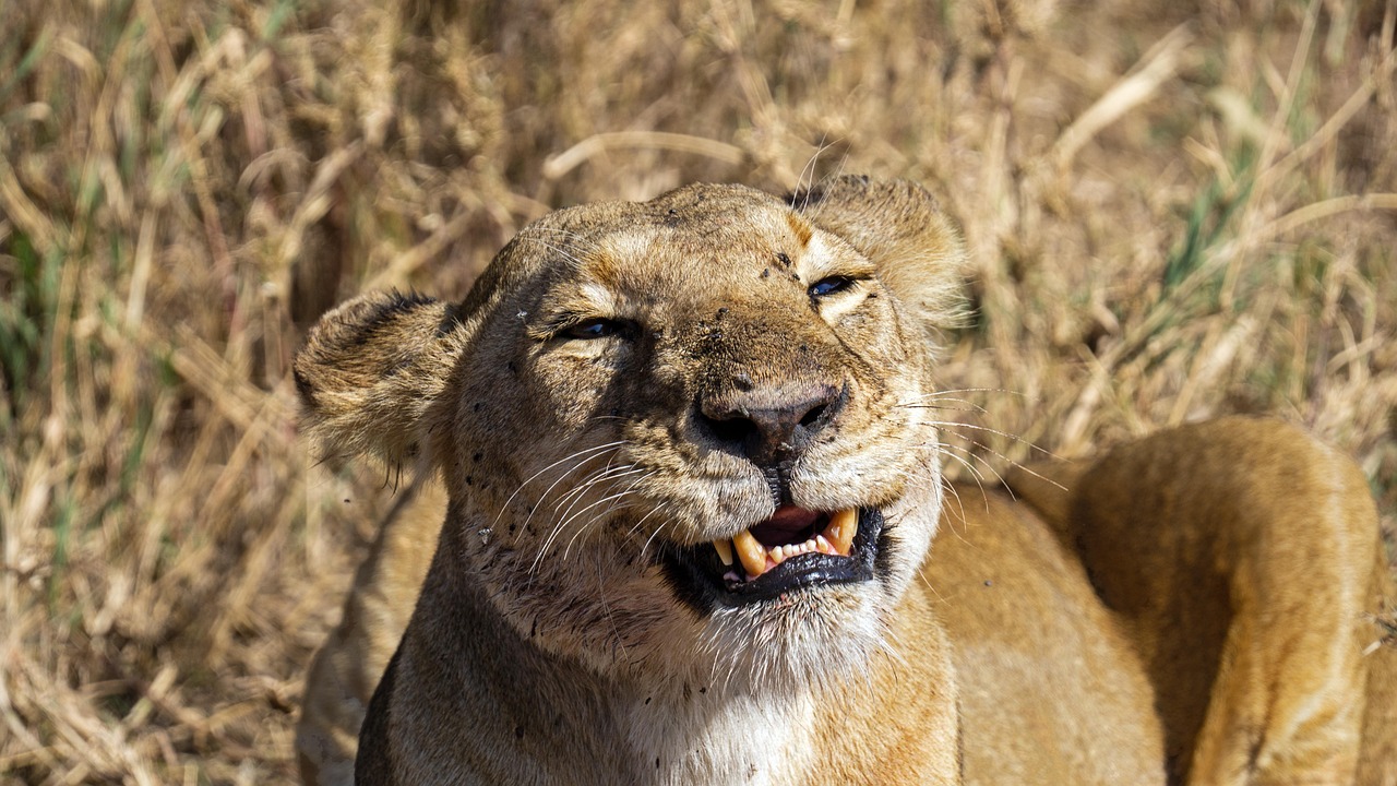 4 Days Tanzania Budget Safari Extension