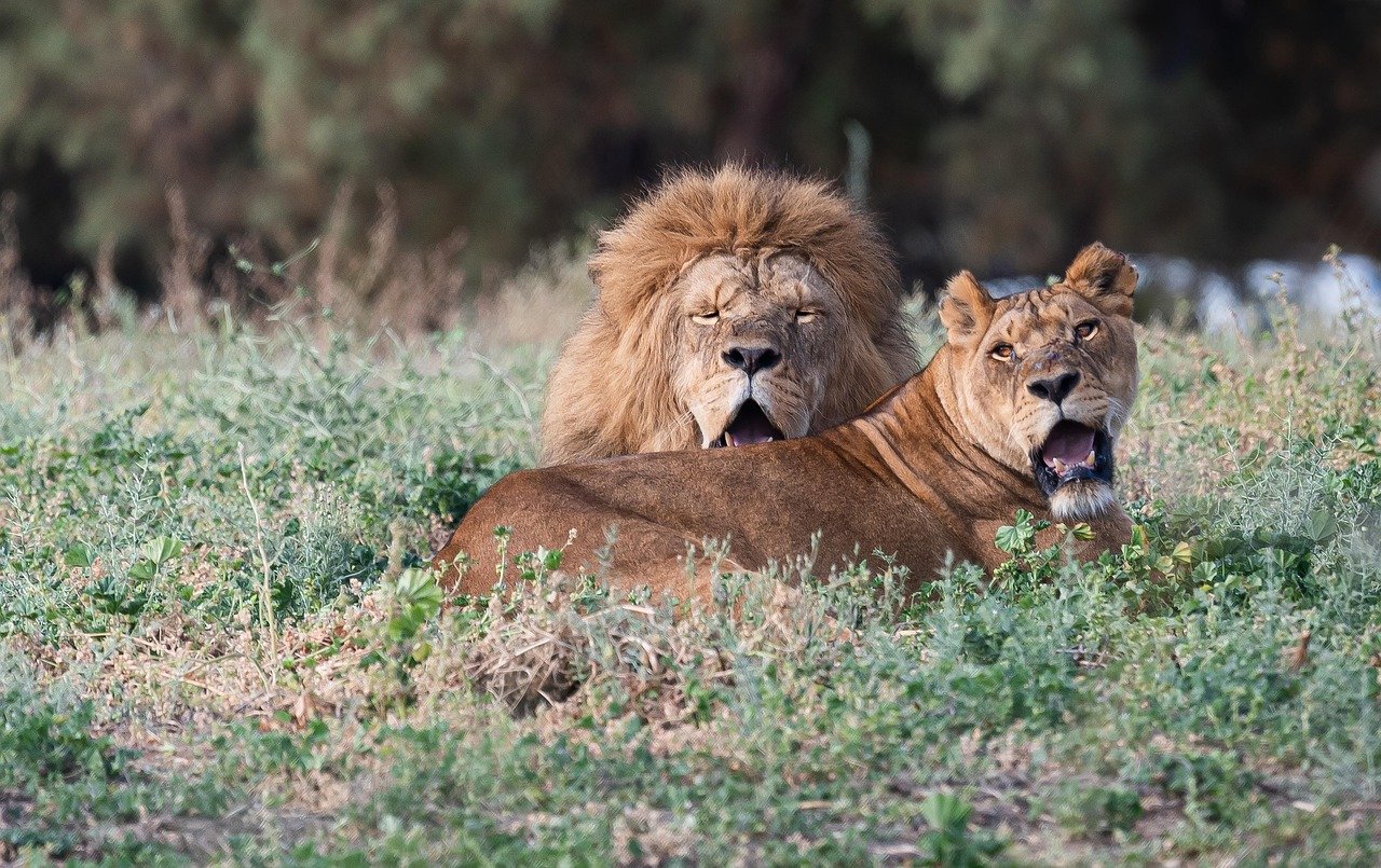 3 Days Tanzania Budget Safari Extension