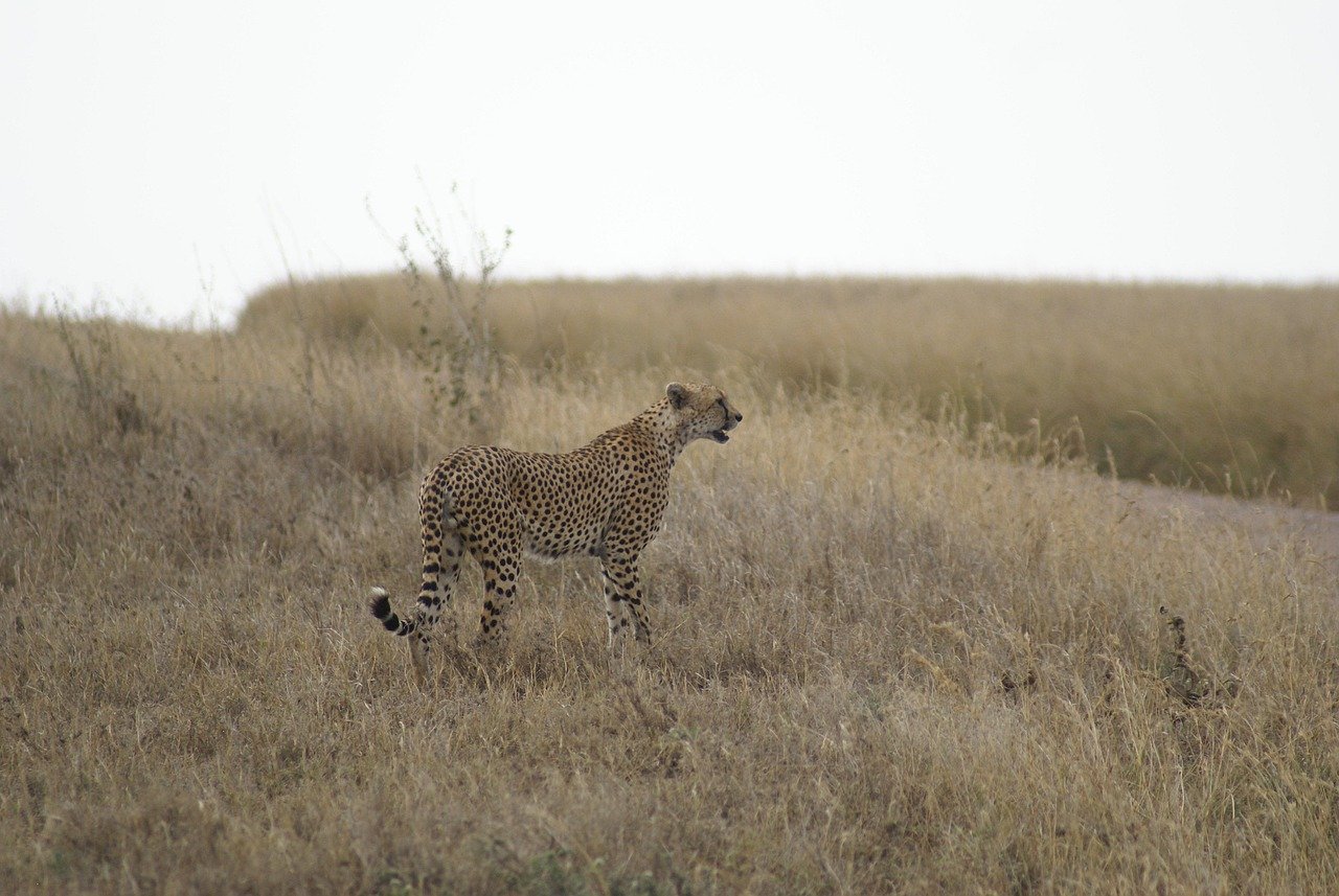 4 Days Tanzania Budget Safari Extension