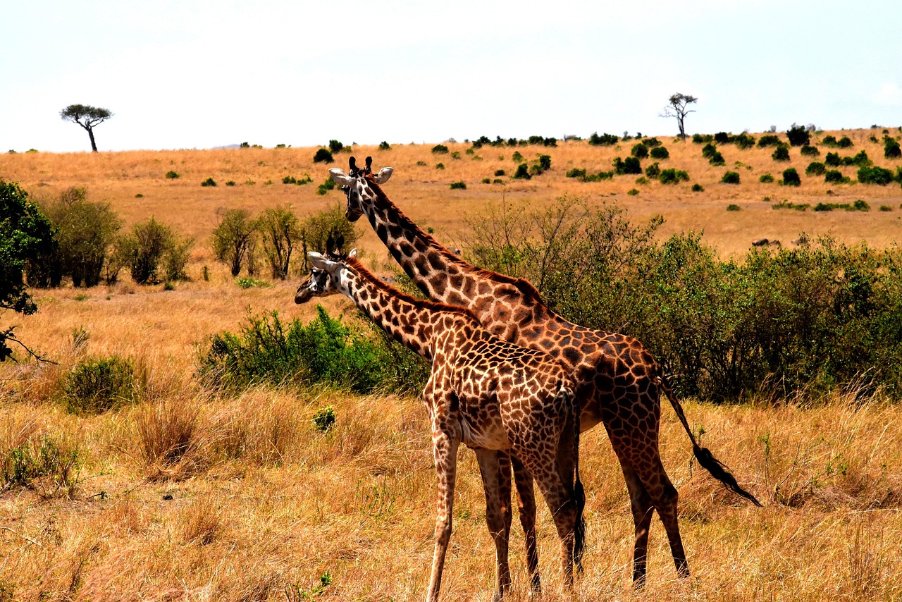 5 Days Tanzania Budget Safari Extension