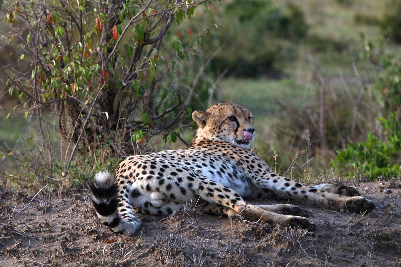 8-Day Tanzania Safari & Local Experience Package