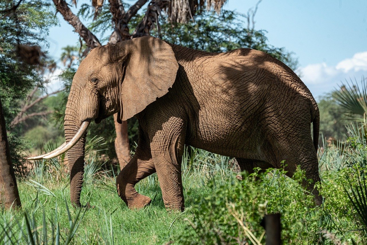 8-Day Tanzania Safari & Local Experience Package