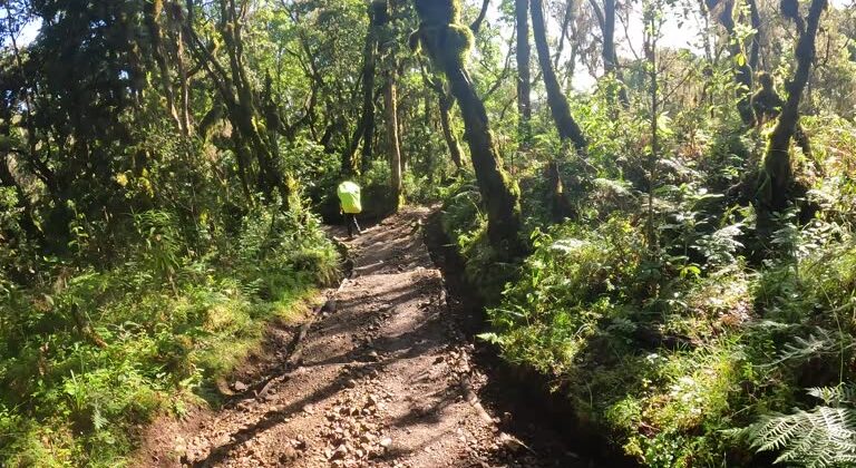 Kilimanjaro Day Hike via Marangu Route