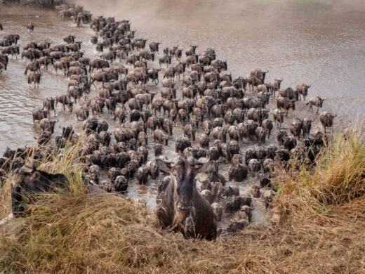 3 days Serengeti migration safari