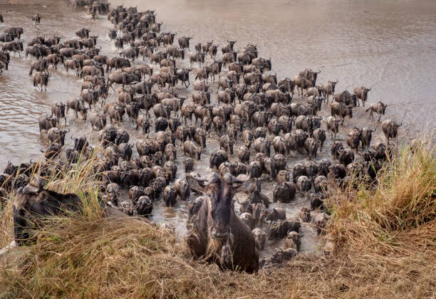 3 days Serengeti migration safari