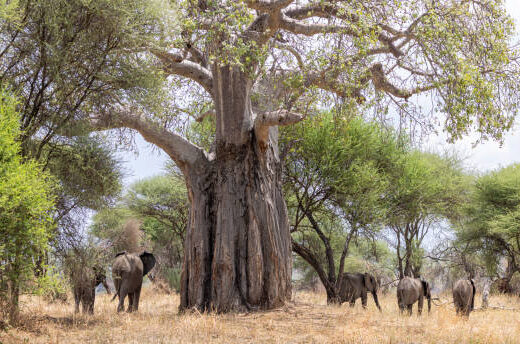 Tarangire National Park 1 Day Trip