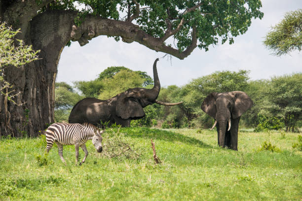 Lake Manyara National Park 1 day trip safari