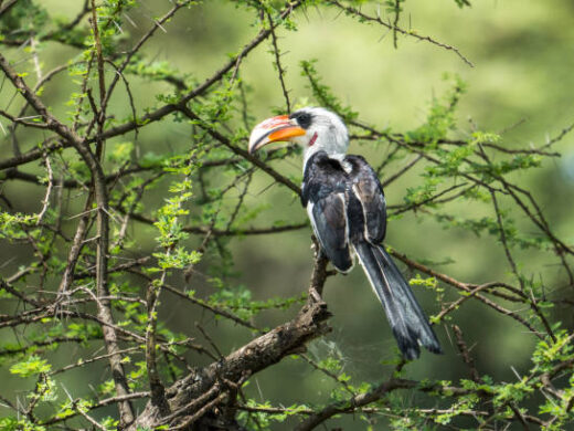 Von der Decken’s hornbill, Tarangire National Park, Tanzania