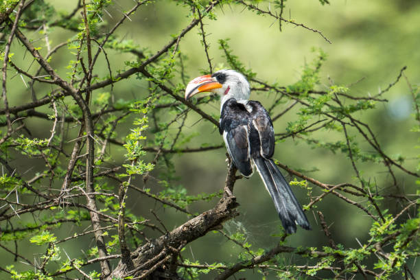 Von der Decken’s hornbill, Tarangire National Park, Tanzania