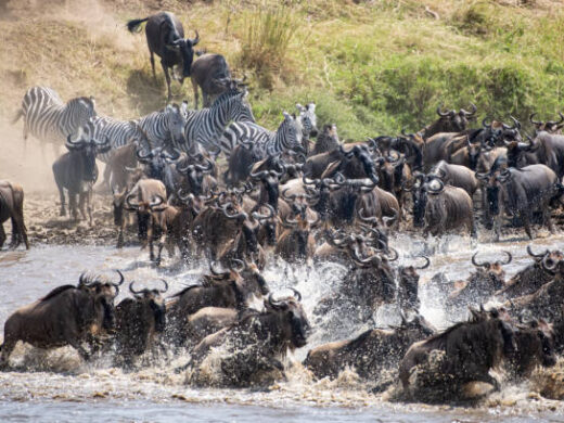 3 days Serengeti migration safari