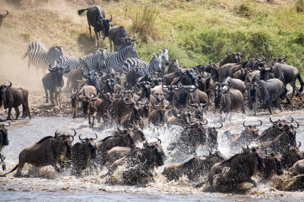 Wildebeest 4 Days Serengeti Migration Safari
