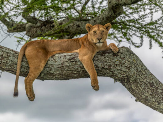 Lake Manyara National Park 1 day trip safari
