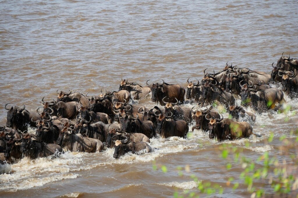 Serengeti Captain Tours & Safaris