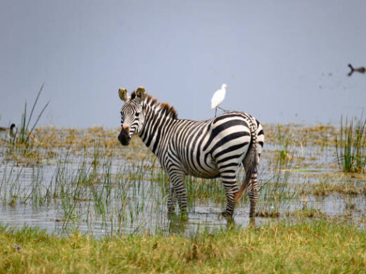 Ngorongoro Crater 1 Day Trip