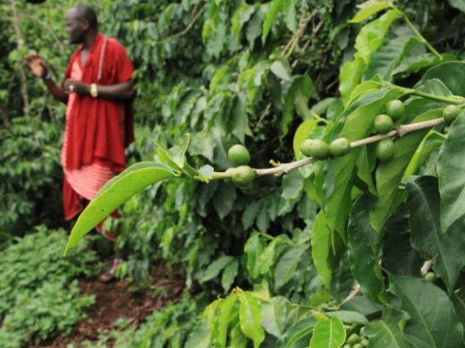 raw-coffee-beans-farm-at-northern-tanzania