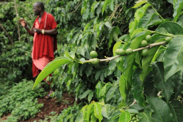 raw-coffee-beans-farm-at-northern-tanzania