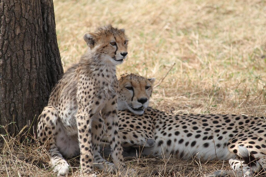 tanzania-private-budget-safari