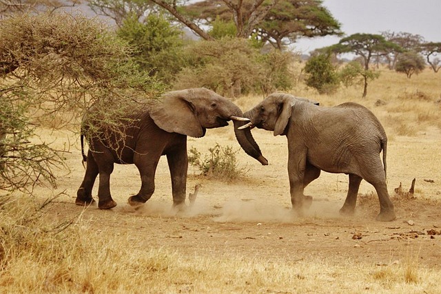 tanzania safari