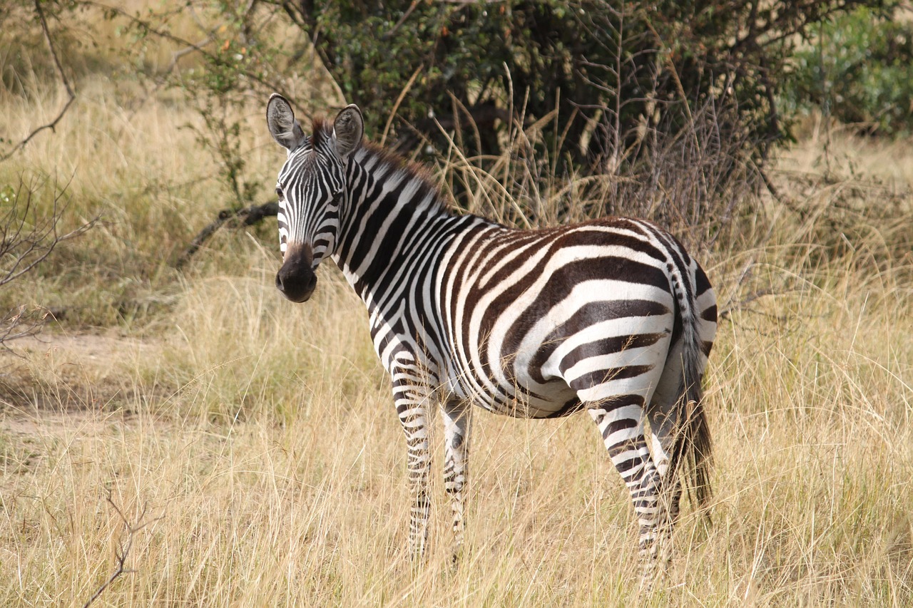 2 Days Tanzania Budget Safari Extension