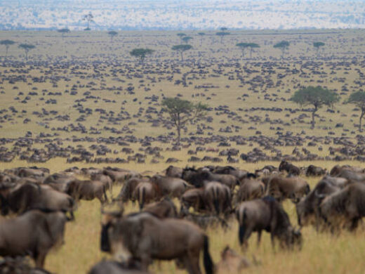 3 days Serengeti migration safari