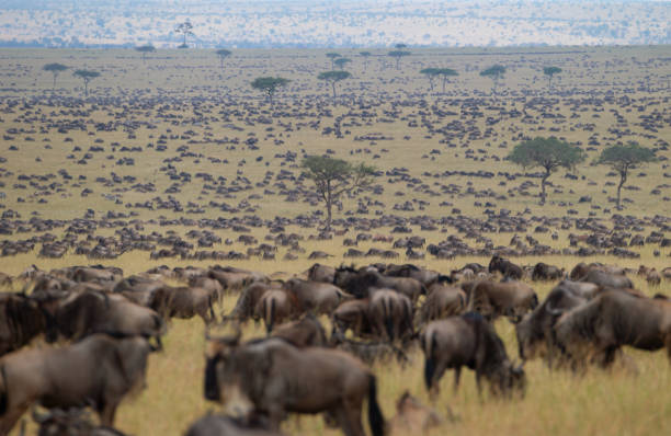 3 days Serengeti migration safari