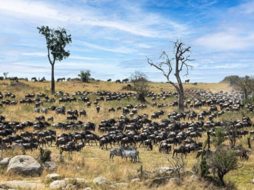 8-Day Tanzania Safari & Local Experience Package