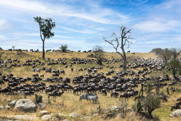 8-Day Tanzania Safari & Local Experience Package