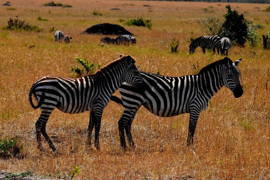 wildlife-1536574_1280