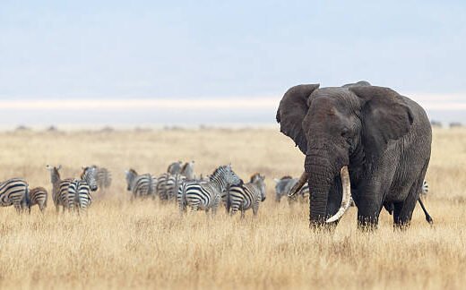 2 Days Tarangire & Ngorongoro Safari