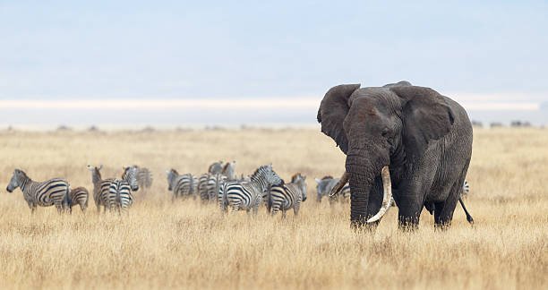 2 Days Tarangire & Ngorongoro Safari