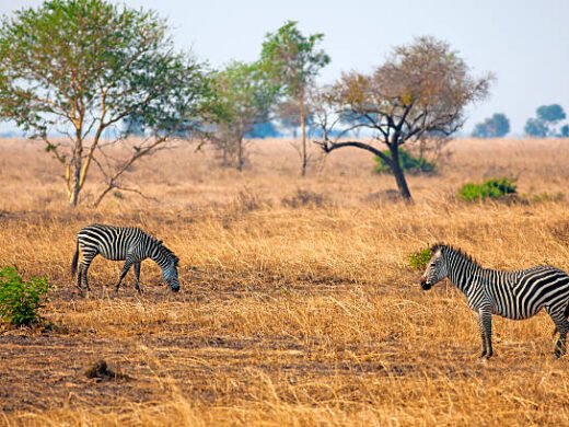 2 Days Tarangire & Ngorongoro Safari