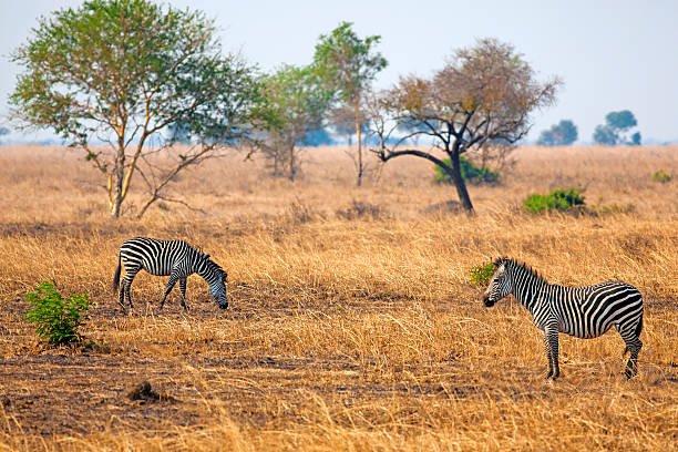 2 Days Tarangire & Ngorongoro Safari