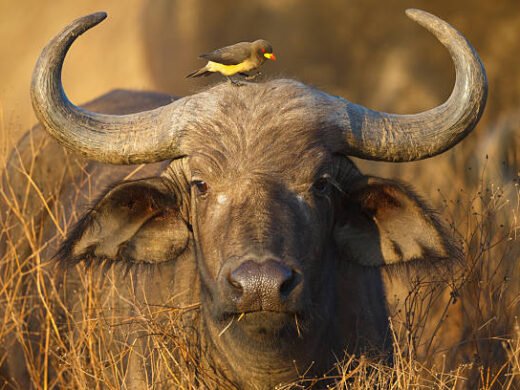 2 Days Tarangire & Ngorongoro Safari