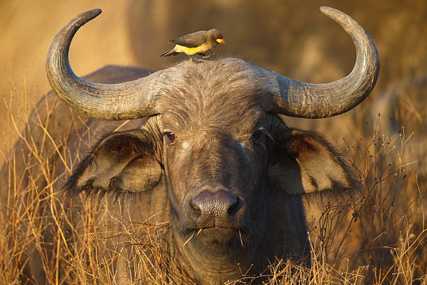 2 Days Tarangire & Ngorongoro Safari
