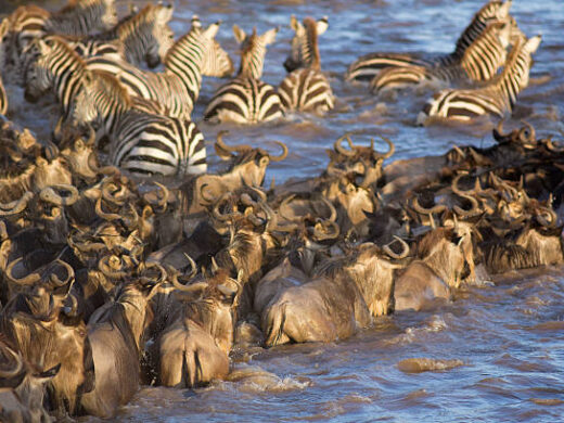 Great Wildebeest 4 Days Serengeti Migration Safari