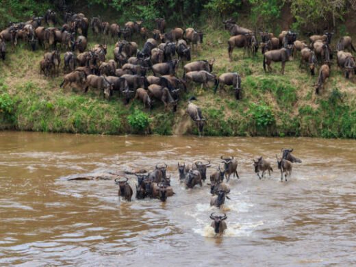 5 Days Serengeti Migration Safari