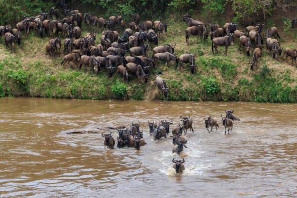 5 Days Serengeti Migration Safari