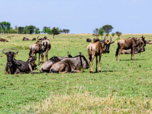 5 Days Serengeti Migration Safari