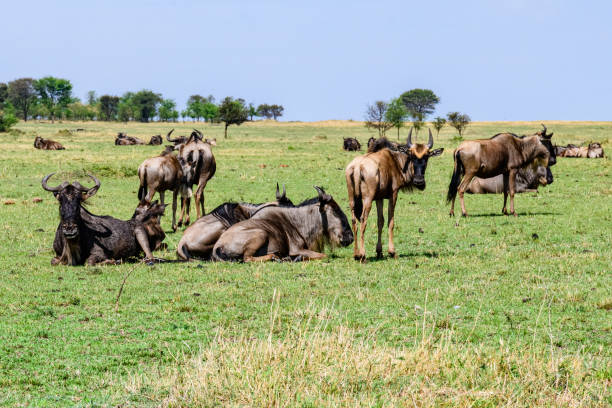 Great Wildebeest 3 Days Serengeti Migration Safari