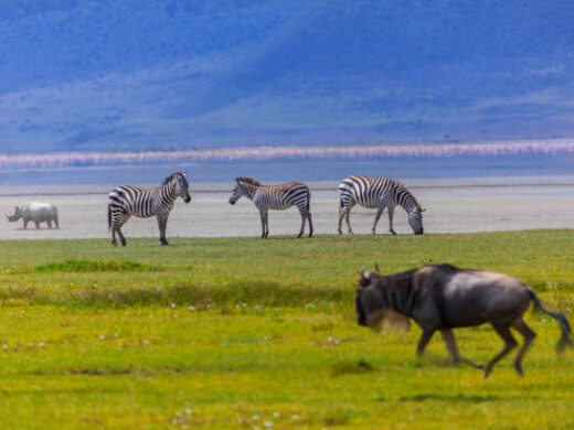 Great Wildebeest 4 Days Serengeti Migration Safari